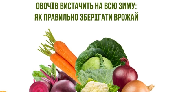 Графічний банер, що рекламує статтю про зберігання овочів на зиму, з ілюстрацією різних овочів, таких як морква, капуста, цибуля та буряк.